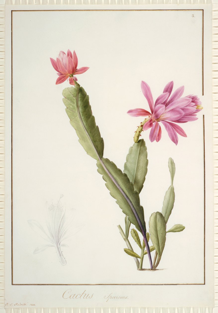 Cactus Speciosus, 1811 de Pierre Joseph Redouté