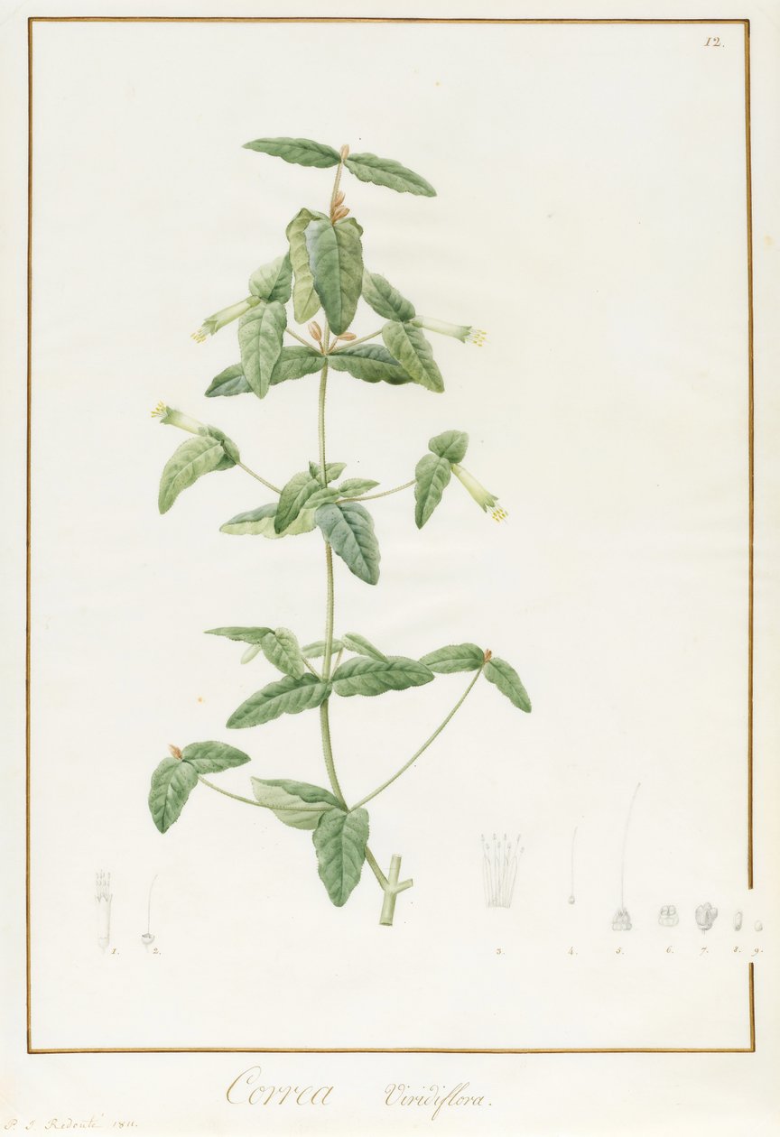 Correa Vieisiflora de Pierre Joseph Redouté