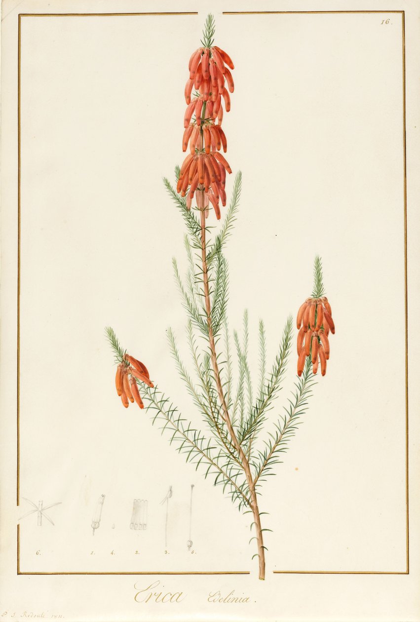 Erica Edilinei, 1811 de Pierre Joseph Redouté