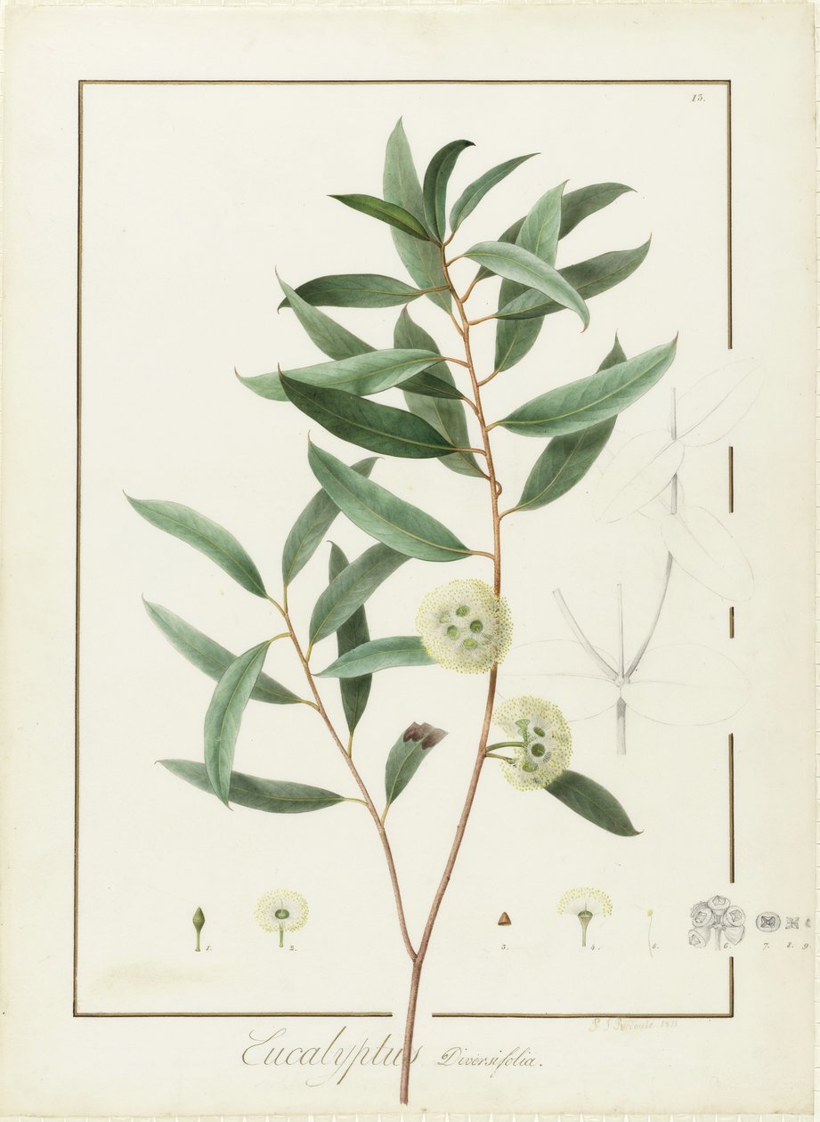 Eucalyptus Diversifolia, 1811 de Pierre Joseph Redouté