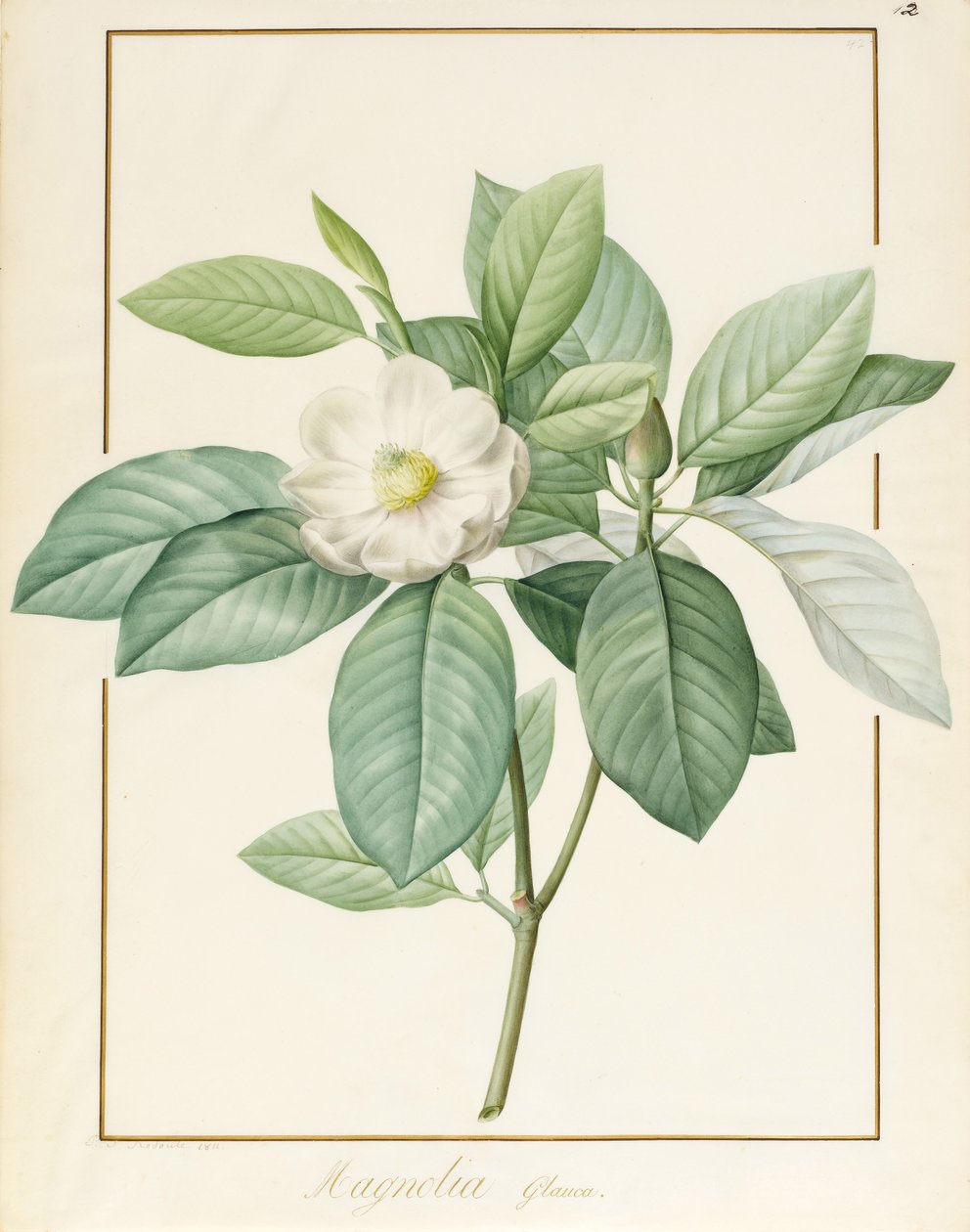 Magnolia Glauca, 1811 de Pierre Joseph Redouté