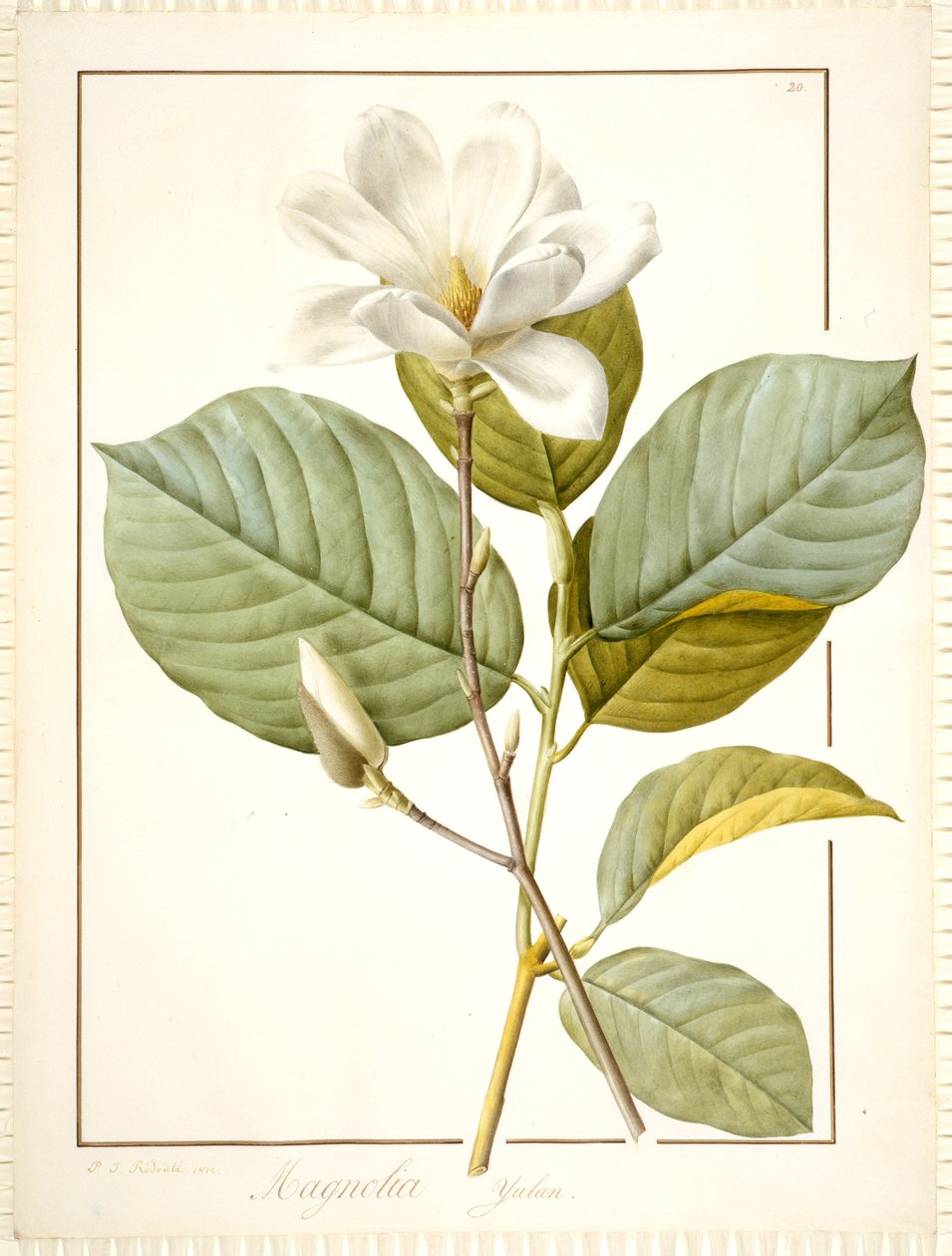 Magnolia Yulan, Magnolia Denudata, 1812 de Pierre Joseph Redouté