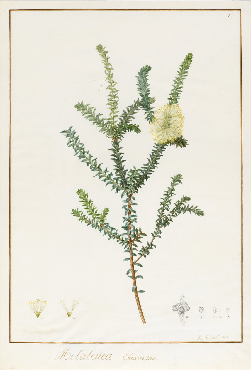 Melaleuca Chlorantha, 1812 de Pierre Joseph Redouté