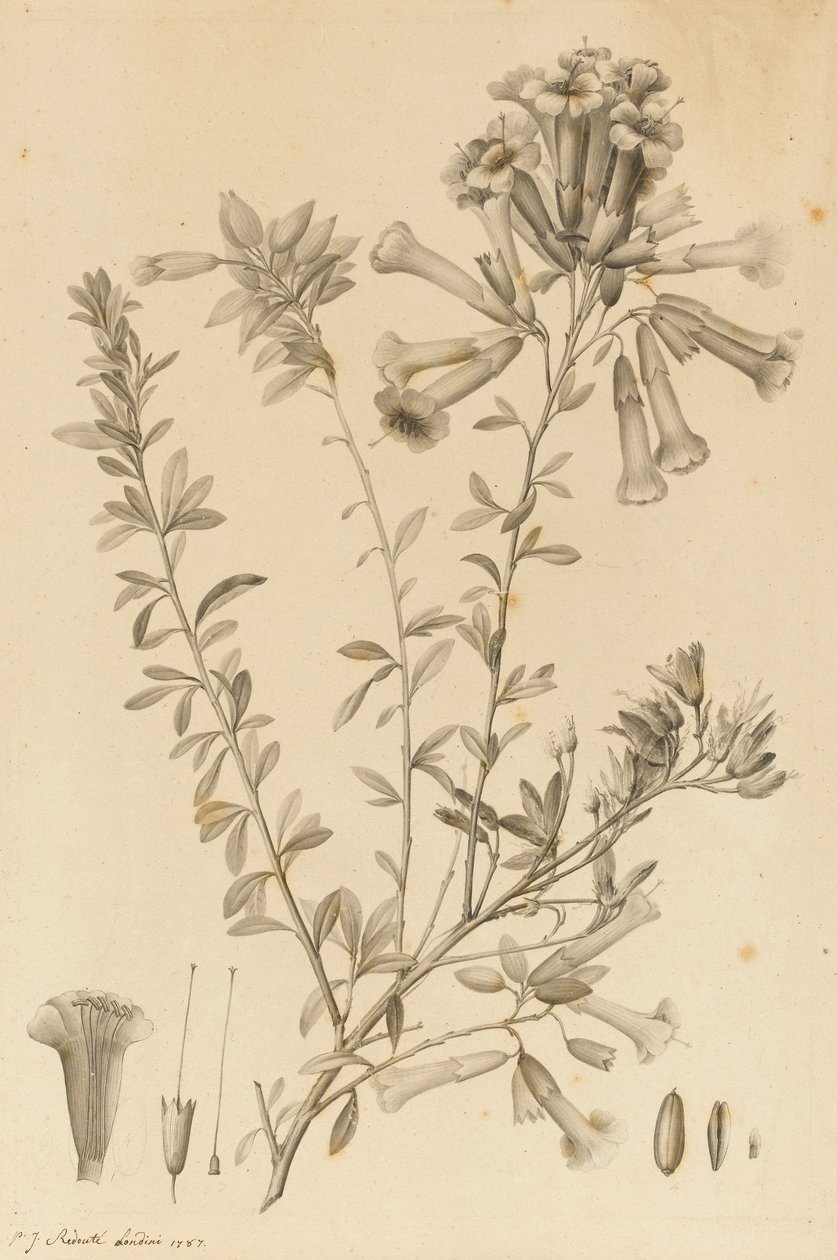 Periphragmos Species, 1787 de Pierre Joseph Redouté