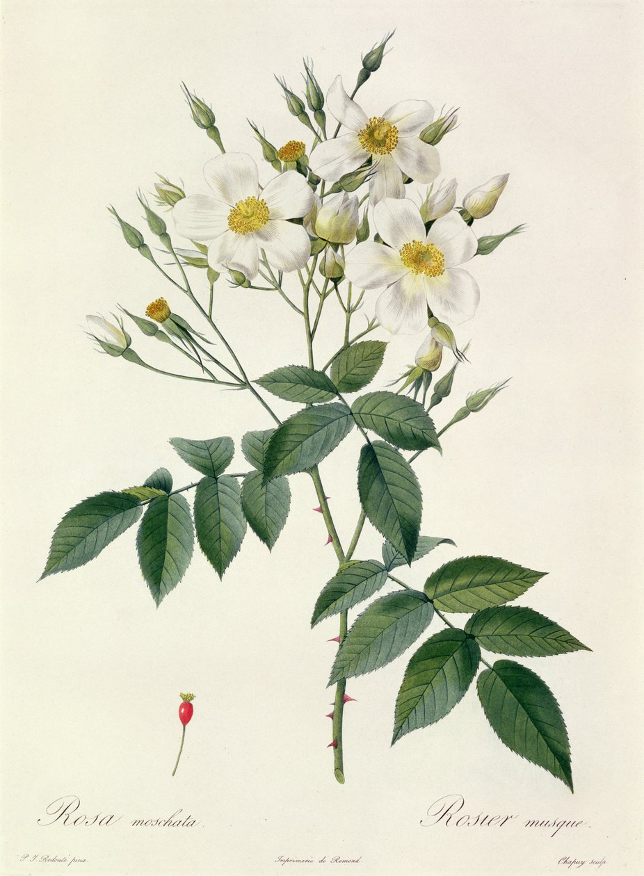 Rosa moschata o Rosa almizclera de Pierre Joseph Redouté
