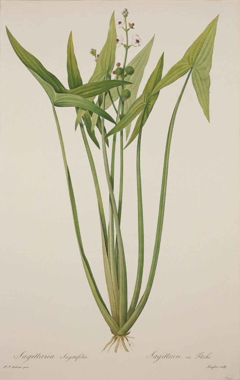 Sagittaria, grabado por Langlois de Pierre Joseph Redouté