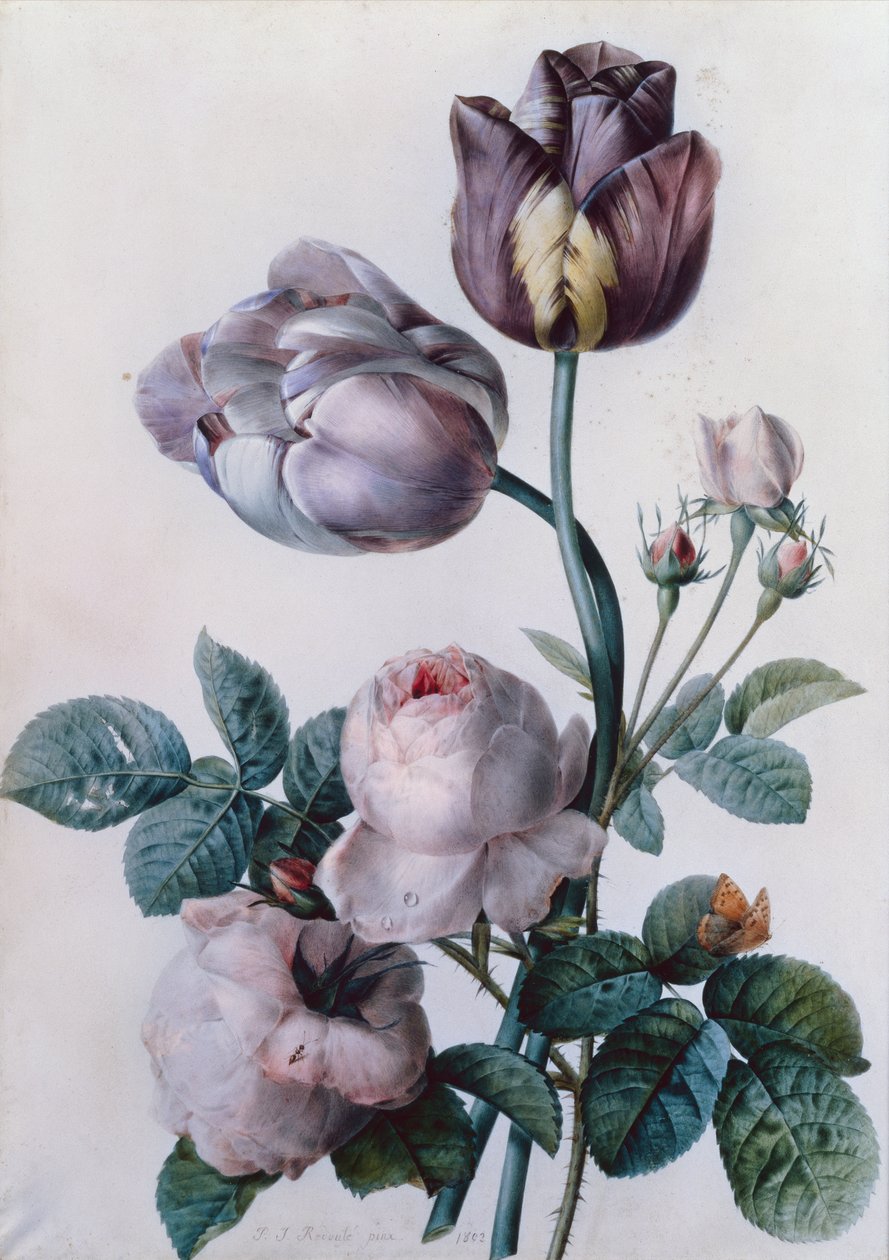 Una rosa de col, dos tulipanes, una pequeña mariposa de concha, pradera amarilla de Pierre Joseph Redouté