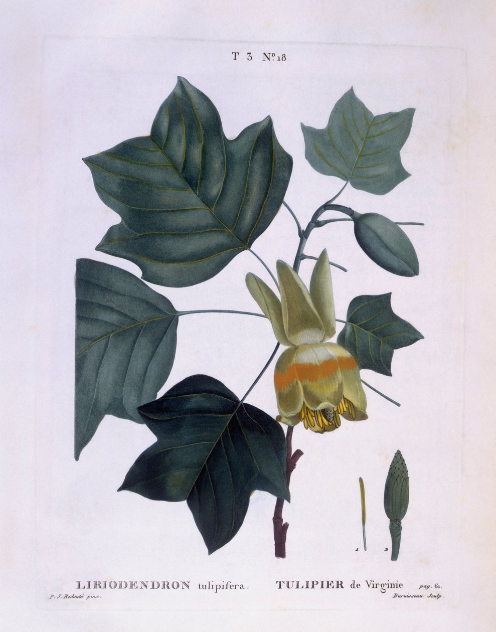 Árbol de tulipán americano (Liriodendron tulipifera), Henry Louis Duhamel du Monceau, placa botánica por Pierre Joseph Redouté de Pierre Joseph Redouté