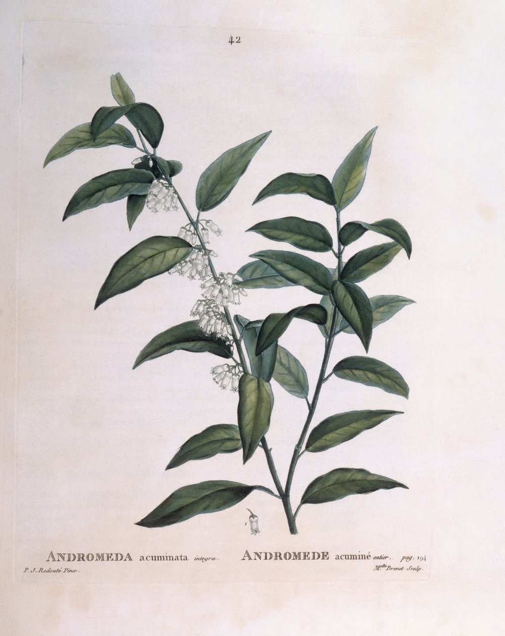 Andromeda acuminata, placa botánica de Pierre Joseph Redouté de Pierre Joseph Redouté