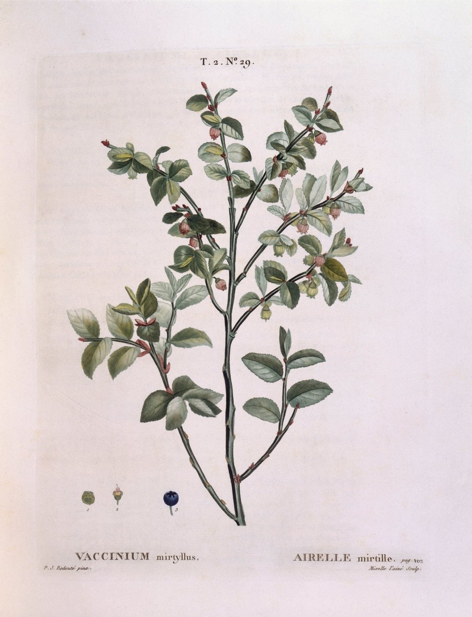 Arándano (Vaccinium myrtillus), placa botánica de Pierre Joseph Redouté de Pierre Joseph Redouté