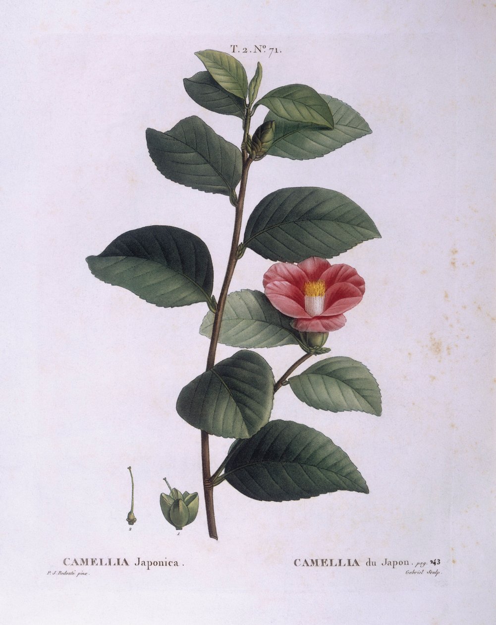 Camellia (Camellia japonica), placa botánica por Pierre Joseph Redouté de Pierre Joseph Redouté