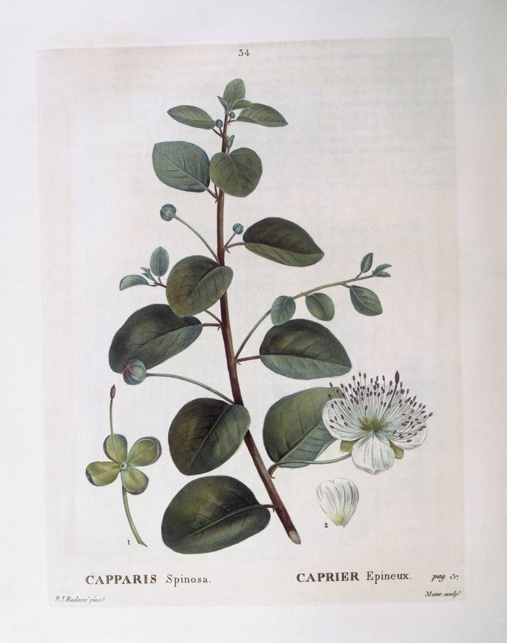 Alcaparra (Capparis spinosa), placa botánica de Pierre Joseph Redouté de Pierre Joseph Redouté