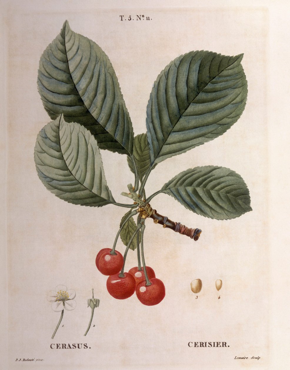 Cerezo (Cerasus), Henry Louis Duhamel du Monceau, lámina botánica por Pierre Joseph Redouté de Pierre Joseph Redouté