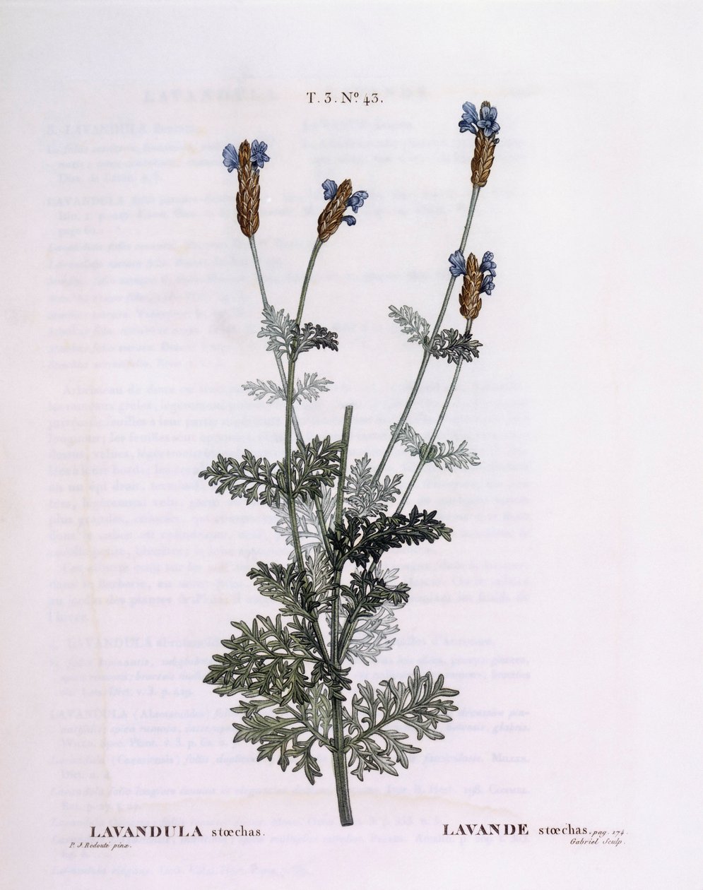 Lavanda francesa (Lavandula stoechas), Henry Louis Duhamel du Monceau, lámina botánica de Pierre Joseph Redouté de Pierre Joseph Redouté