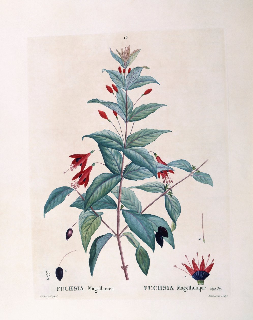 Fucsia (Fuchsia magellanica), placa botánica de Pierre Joseph Redouté de Pierre Joseph Redouté