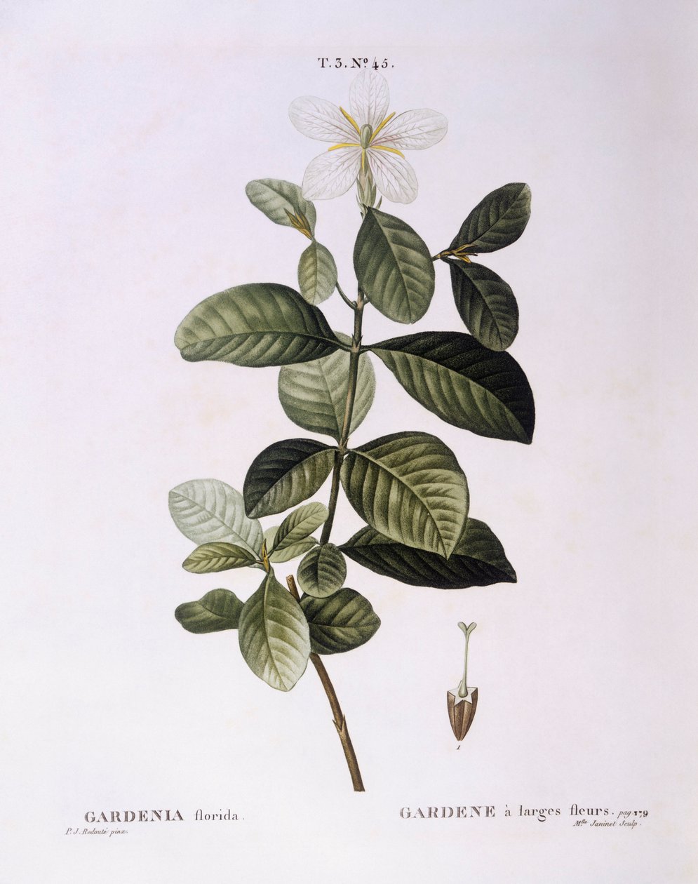 Gardenia (Gardenia florida), placa botánica de Pierre Joseph Redouté de Pierre Joseph Redouté