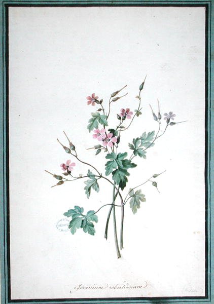 Geranio Robertianum de Pierre Joseph Redouté
