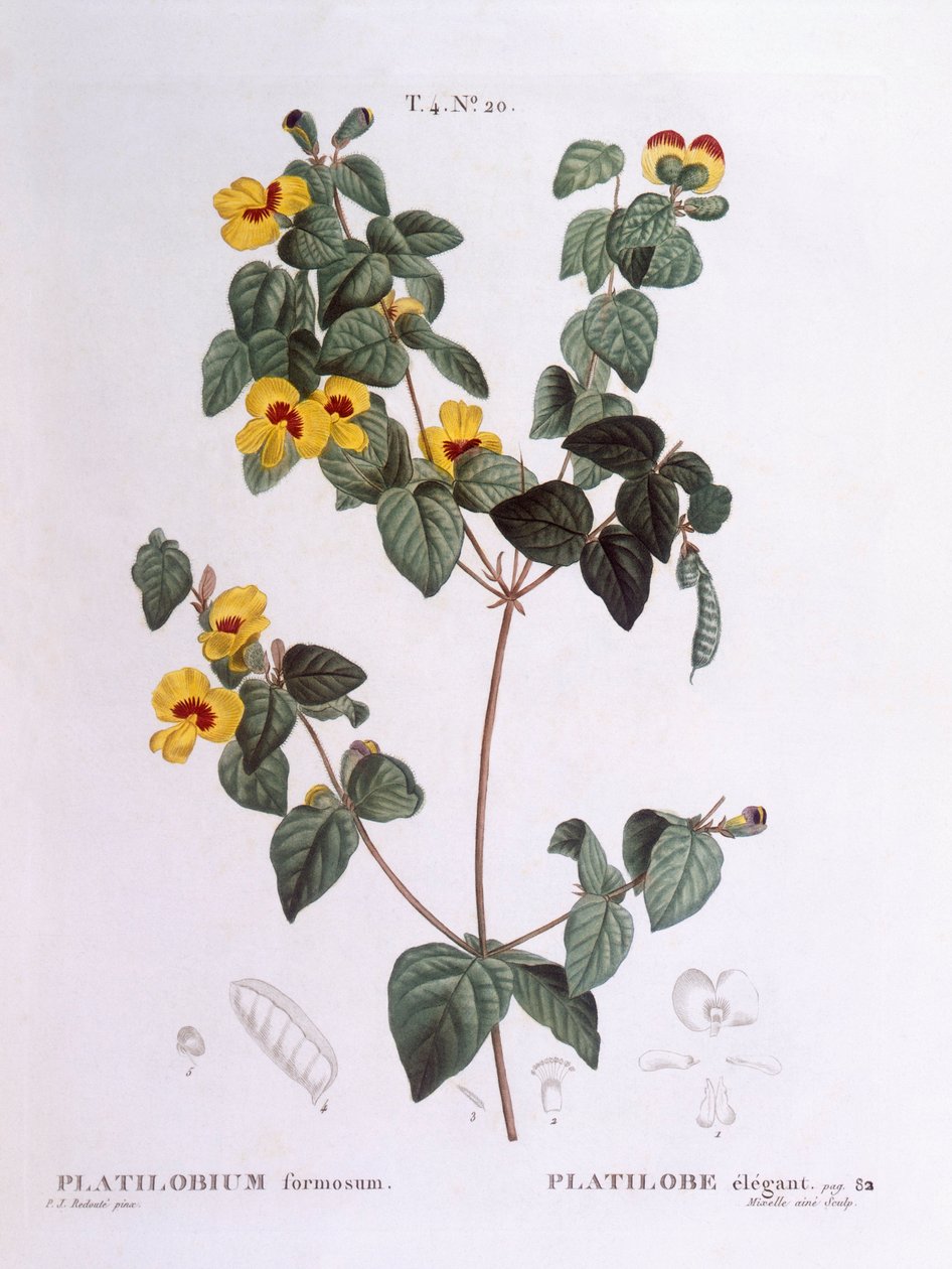 Guisante plano hermoso (Platylobium formosum), placa botánica de Pierre Joseph Redouté de Pierre Joseph Redouté