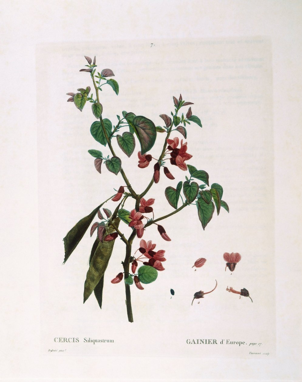 Árbol de Judas (Cercis siliquastrum), Henry Louis Duhamel du Monceau, placa botánica por Pierre Joseph Redouté de Pierre Joseph Redouté