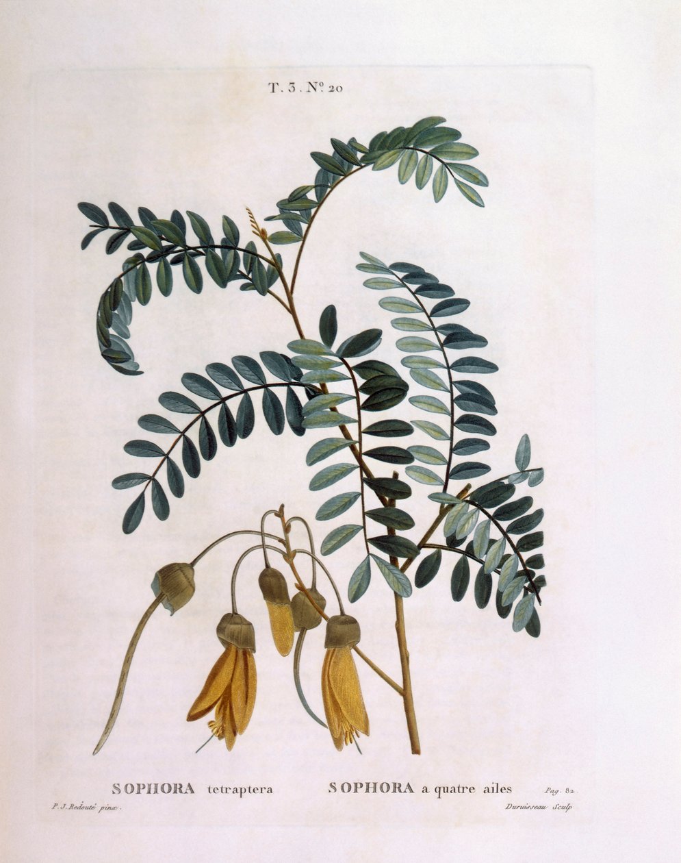 Kowhai (Sophora tetraptera o Edwardsia grandiflora), Henry Louis Duhamel du Monceau, placa botánica por Pierre Joseph Redouté de Pierre Joseph Redouté