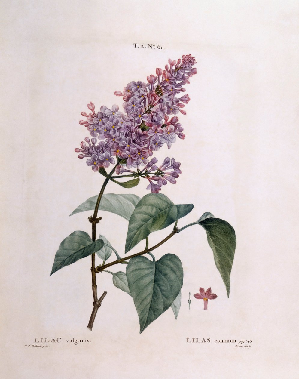 Lila (Syringa vulgaris), Henry Louis Duhamel du Monceau, placa botánica por Pierre Joseph Redouté de Pierre Joseph Redouté