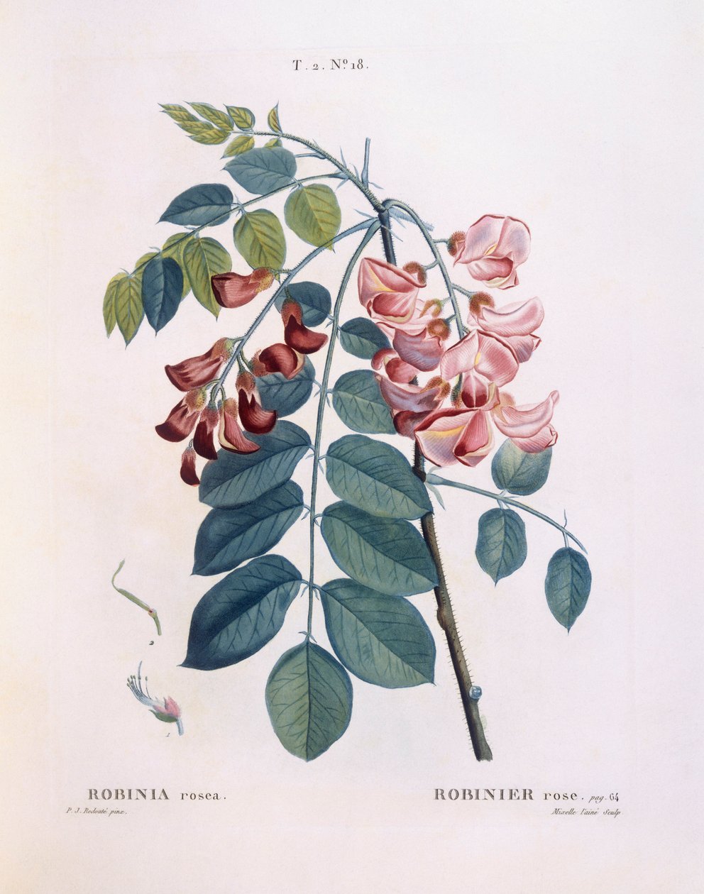 Langosta (Robinia rosea), placa botánica de Pierre Joseph Redouté de Pierre Joseph Redouté