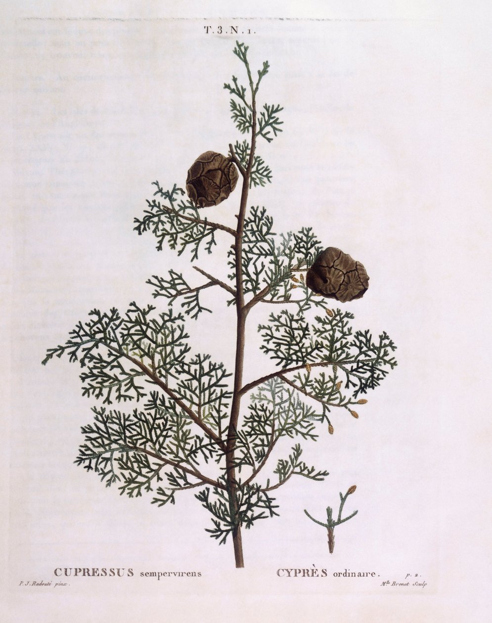 Ciprés mediterráneo (Cupressus sempervirens), placa botánica de Pierre Joseph Redouté de Pierre Joseph Redouté