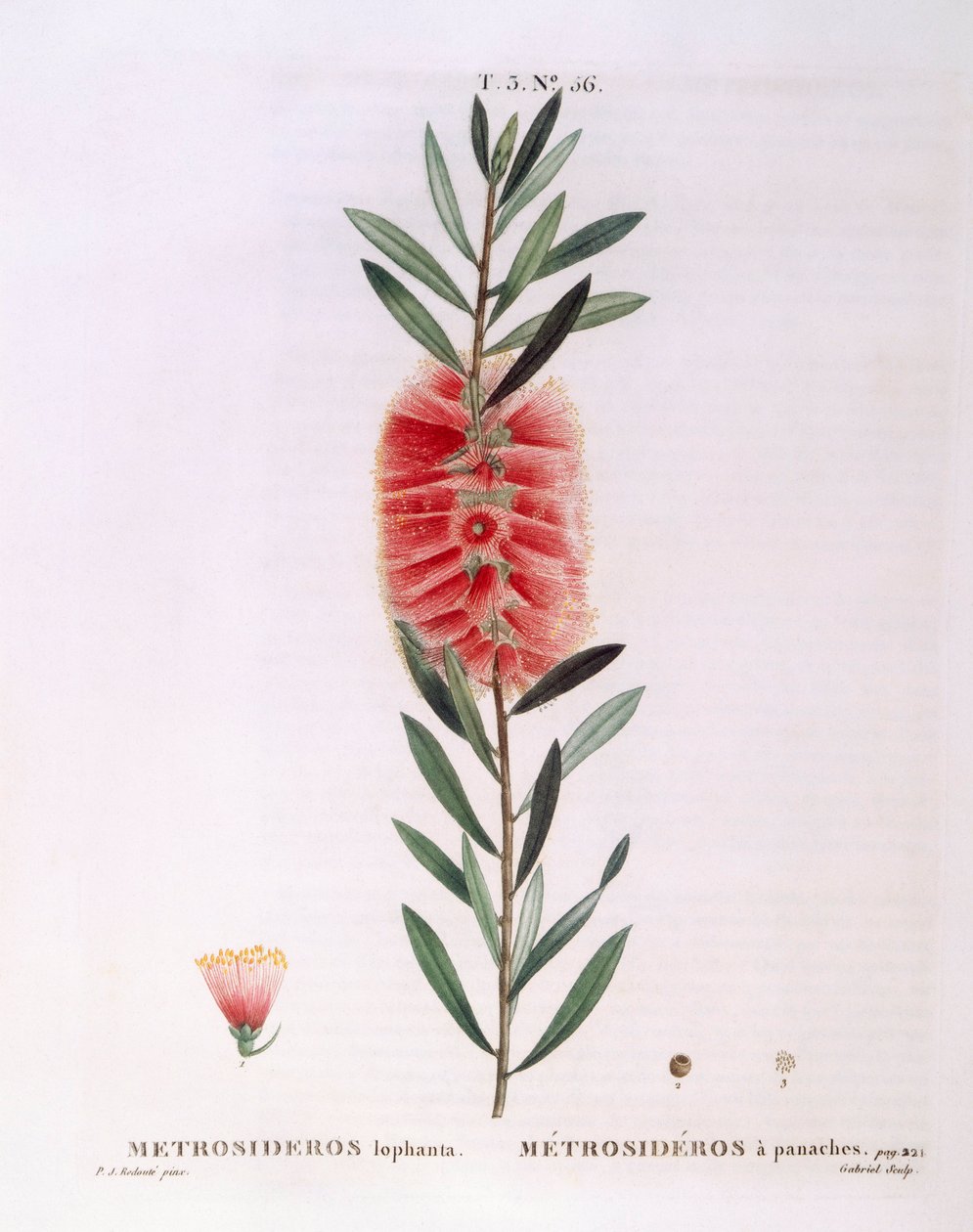 Metrosideros Lophanta, Henry Louis Duhamel du Monceau, placa botánica por Pierre Joseph Redouté de Pierre Joseph Redouté