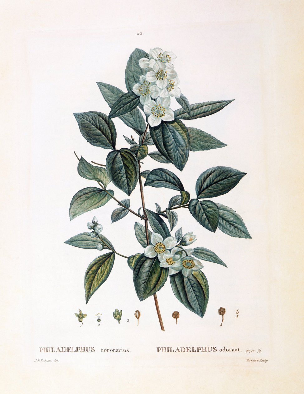 Falso jazmín (Philadelphus coronarius), placa botánica de Pierre Joseph Redouté de Pierre Joseph Redouté