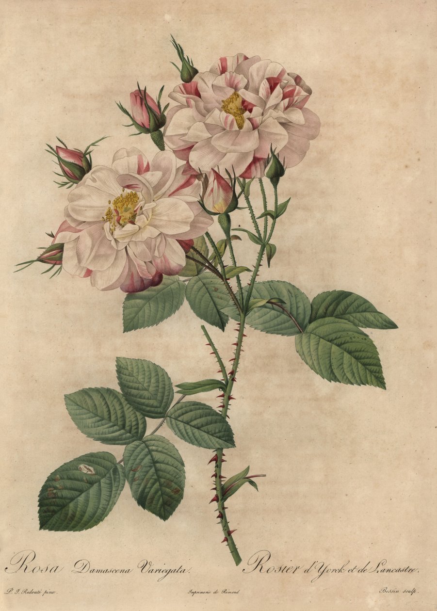 Rosa damascena rosa y blanca, Rosa damascena de Pierre Joseph Redouté