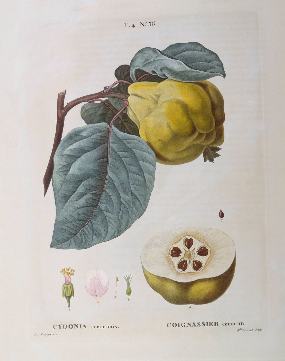 Membrillo (Cydonia communis), placa botánica de Pierre Joseph Redouté de Pierre Joseph Redouté
