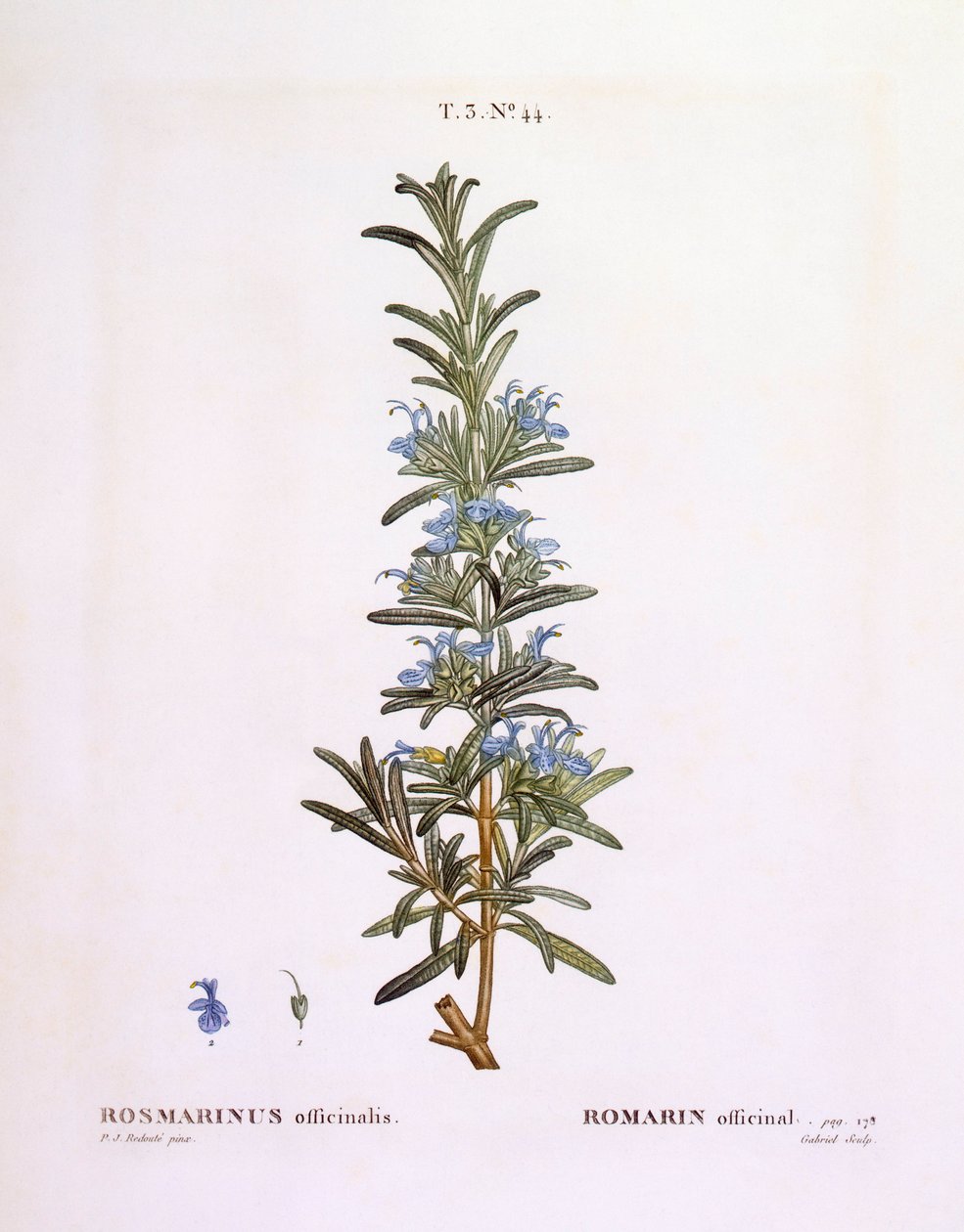 Romero (Rosmarinus officinalis), Henry Louis Duhamel du Monceau, placa botánica por Pierre Joseph Redouté de Pierre Joseph Redouté