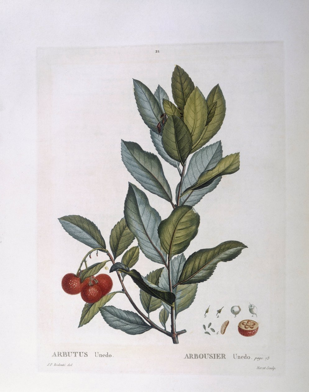 Madroño (Arbutus unedo), placa botánica por Pierre Joseph Redouté de Pierre Joseph Redouté
