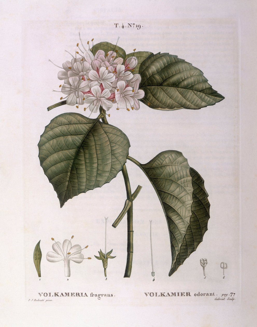 Volkameria fragrans, placa botánica de Pierre Joseph Redouté de Pierre Joseph Redouté