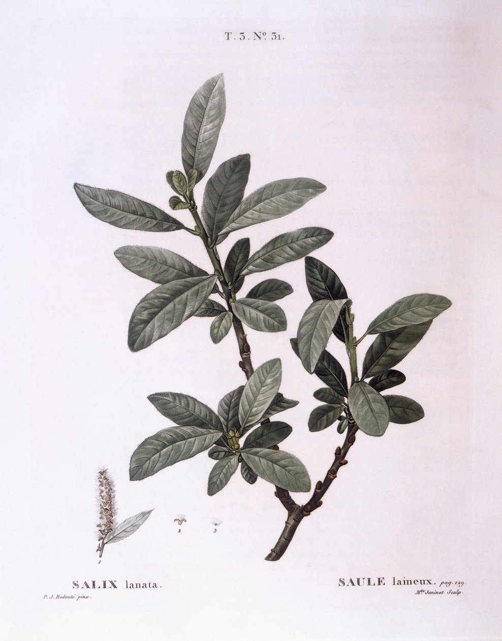 Sauce (Salix lanata), placa botánica de Pierre Joseph Redouté de Pierre Joseph Redouté