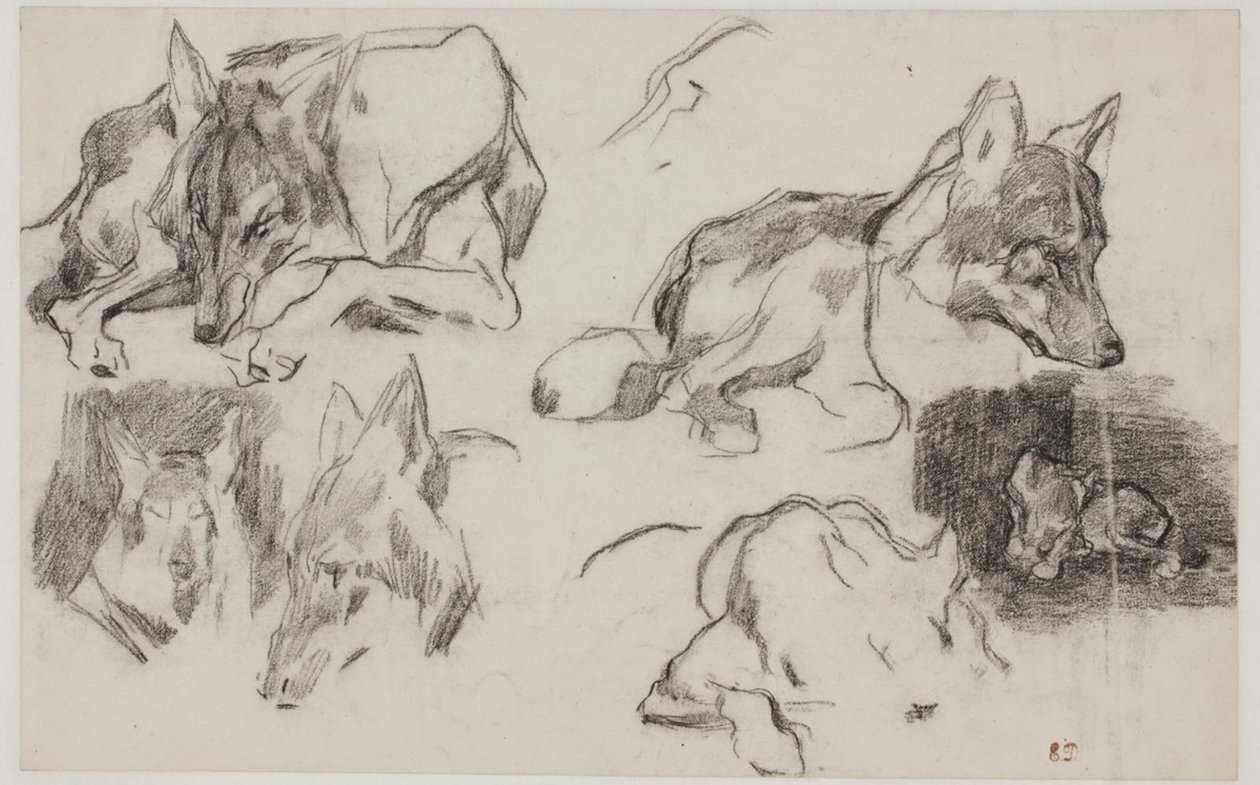 Estudios de perros marroquíes de Pierre Andrieu