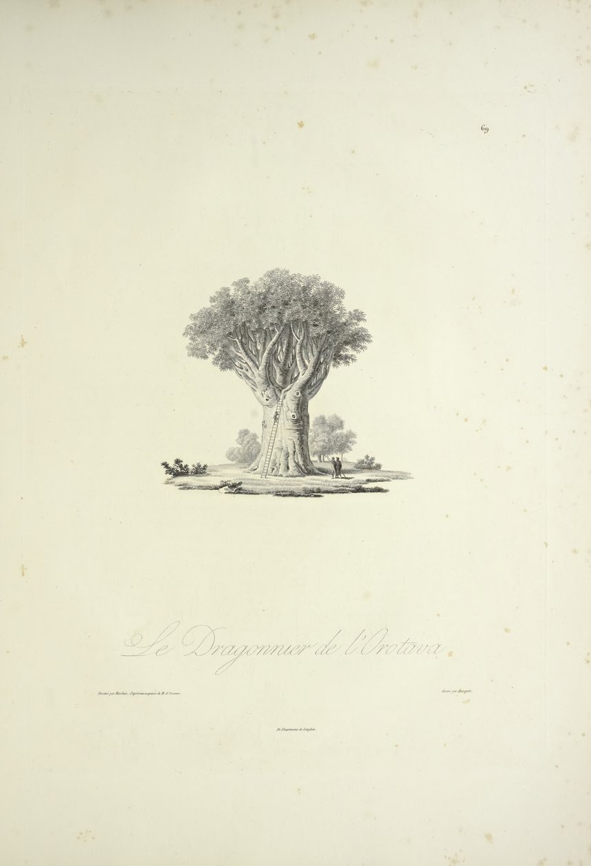 El árbol del dragón de Orotava, grabado por Bouquet, ilustración de 