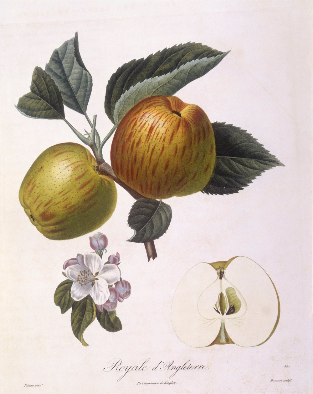 Manzana "Royale d