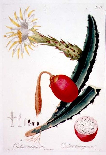 Cactus Triangularis, placa 26 de 