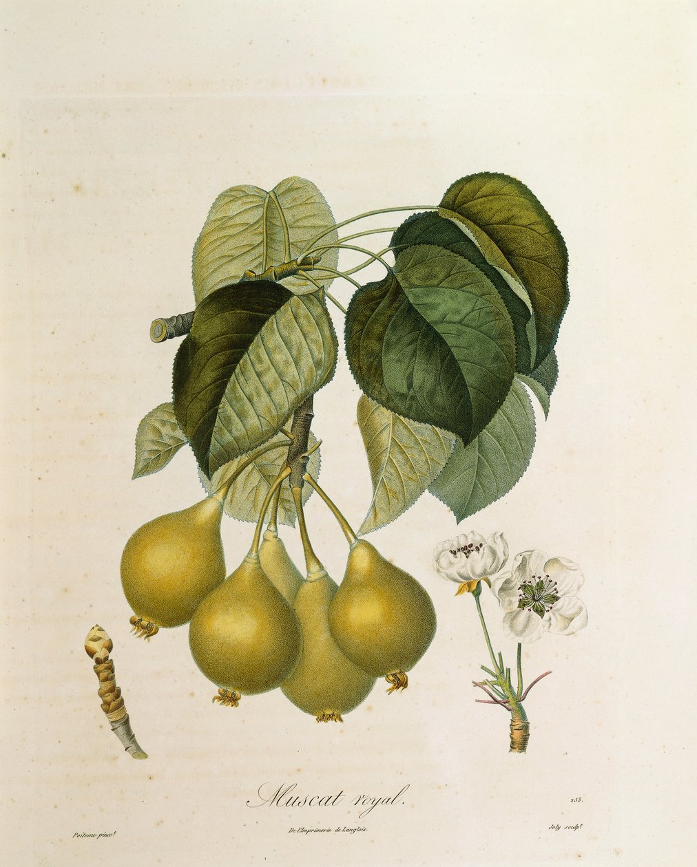 Albaricoque Real Muscat por Antoine Poiteau de Pierre Antoine (after) Poiteau