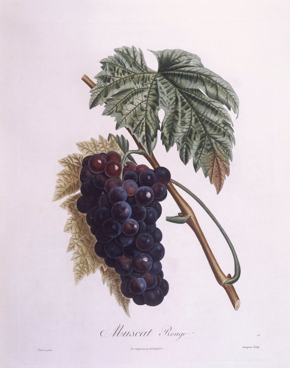 Vid de uva moscatel (Vitis vinifera), placa botánica por Pierre Antoine Poiteau de Pierre Antoine (after) Poiteau