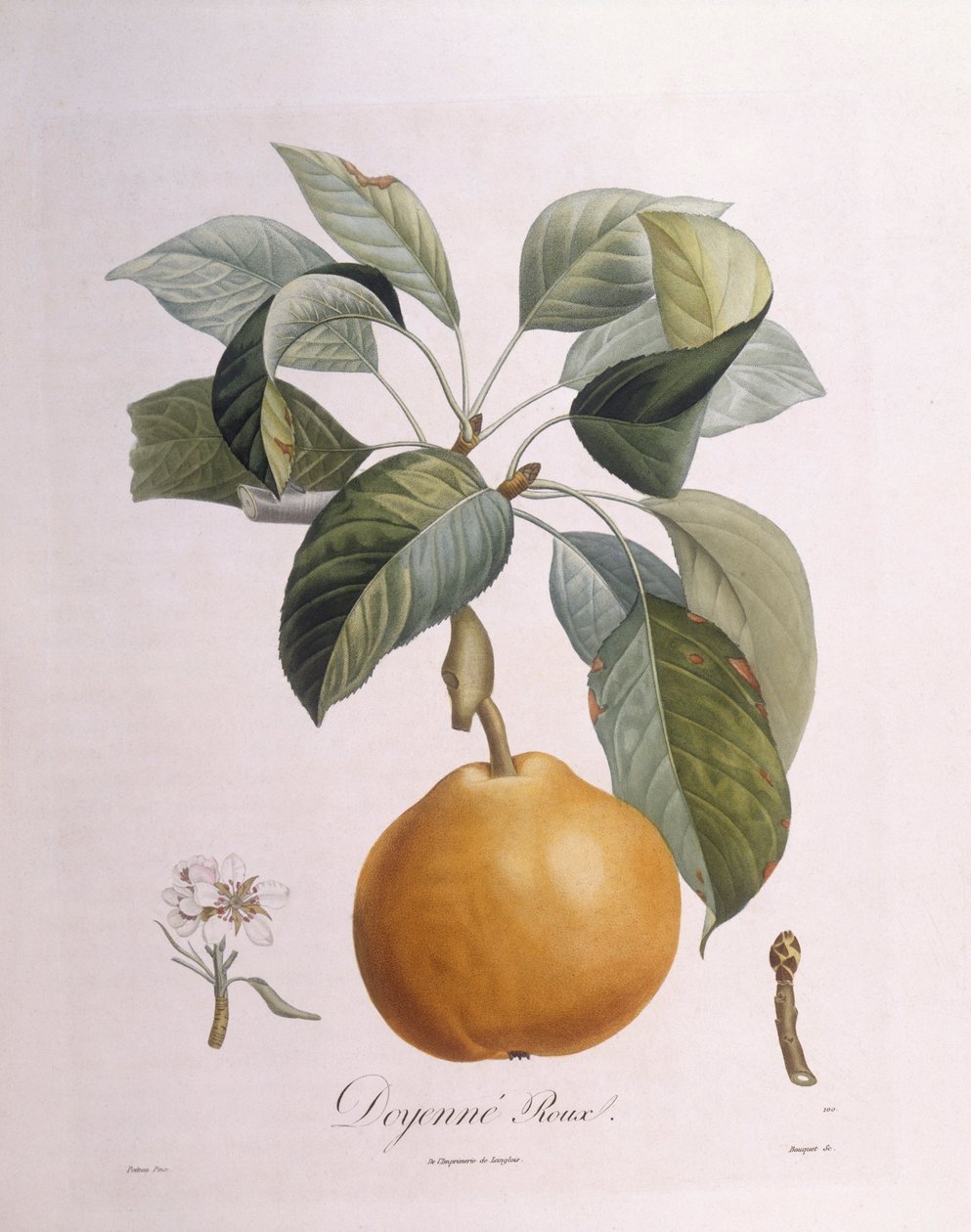 Pera "Doyenné roux" Henry Louis Duhamel du Monceau, lámina botánica por Pierre Antoine Poiteau de Pierre Antoine (after) Poiteau