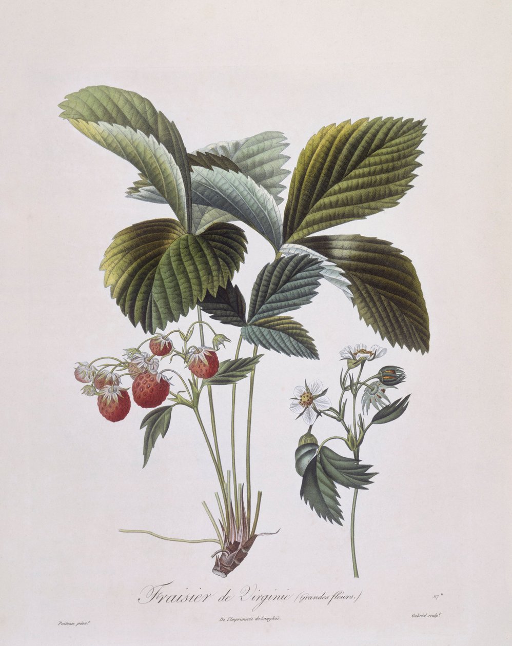 Fresa de Virginia (Fragaria virginiana), Henry Louis Duhamel du Monceau, placa botánica por Pierre Antoine Poiteau de Pierre Antoine (after) Poiteau