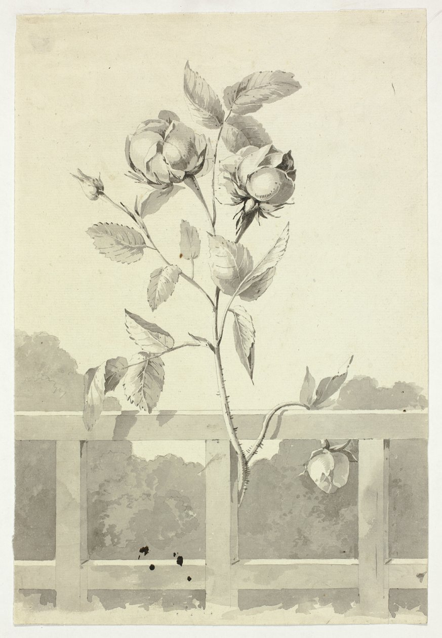 Rosa de Pierre Antoine Mongin