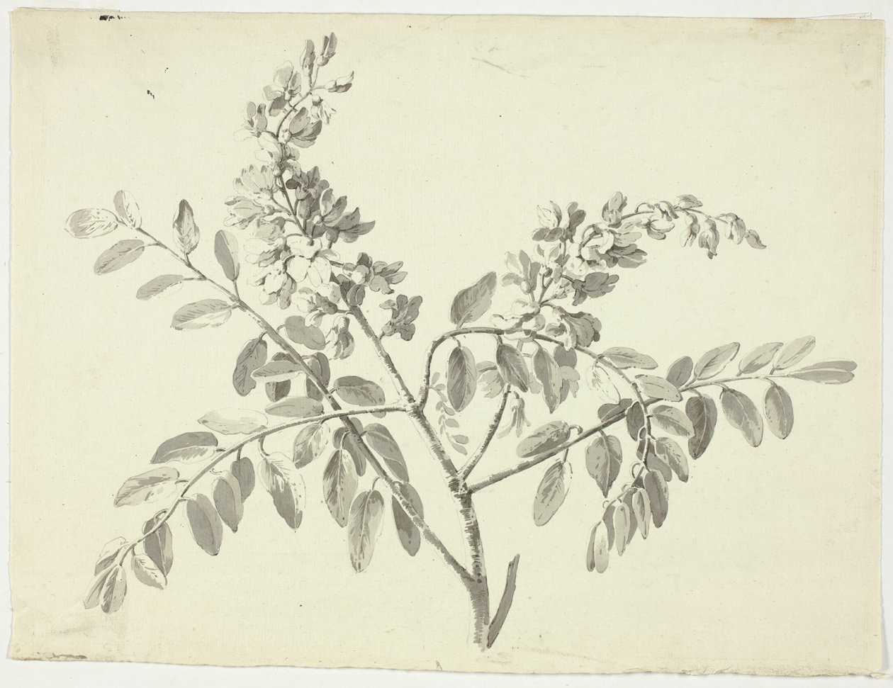 La rama en flor de Pierre Antoine Mongin