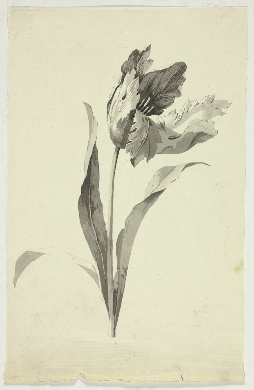 Tulipán de Pierre Antoine Mongin