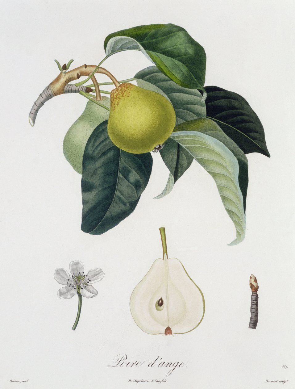 Poire d