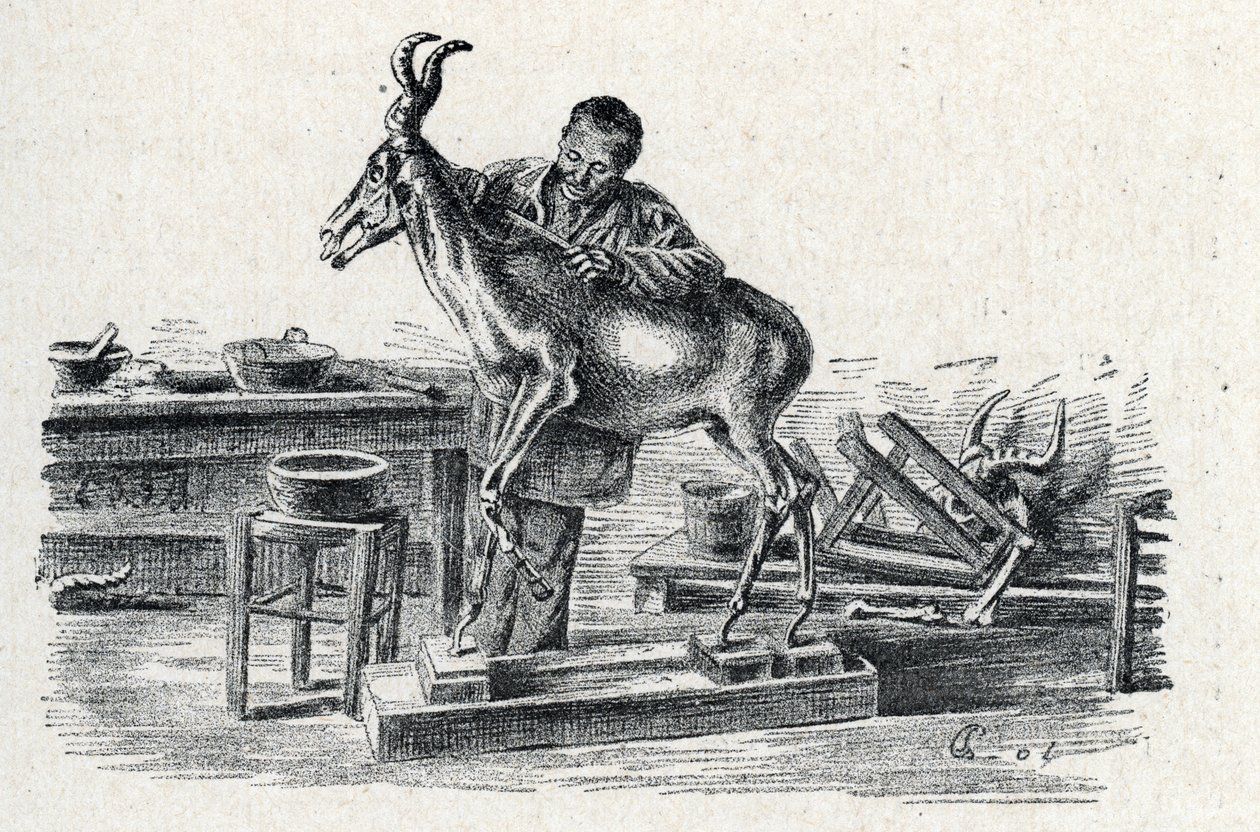 Taxidermia: Un taxidermista diseca antílopes en su taller Grabado de Excursion a travers les metiers" de Pierre Calmette Collection privee de Pierre Calmettes