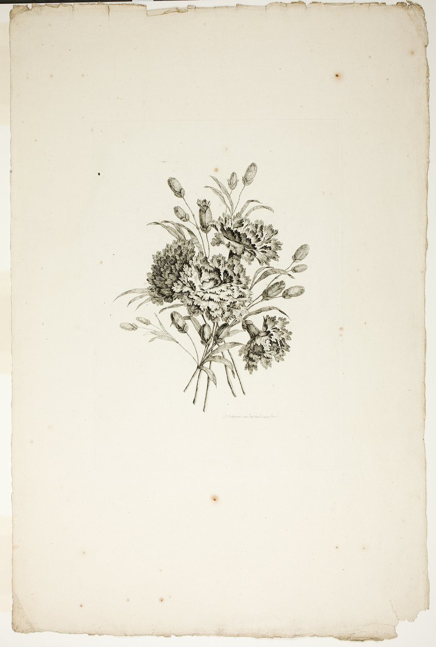 Ramo con claveles, de la Colección de Diferentes Ramos de Flores, inventado y dibujado por Jean Pillement y grabado por P. C. Canot de Pierre Charles Canot