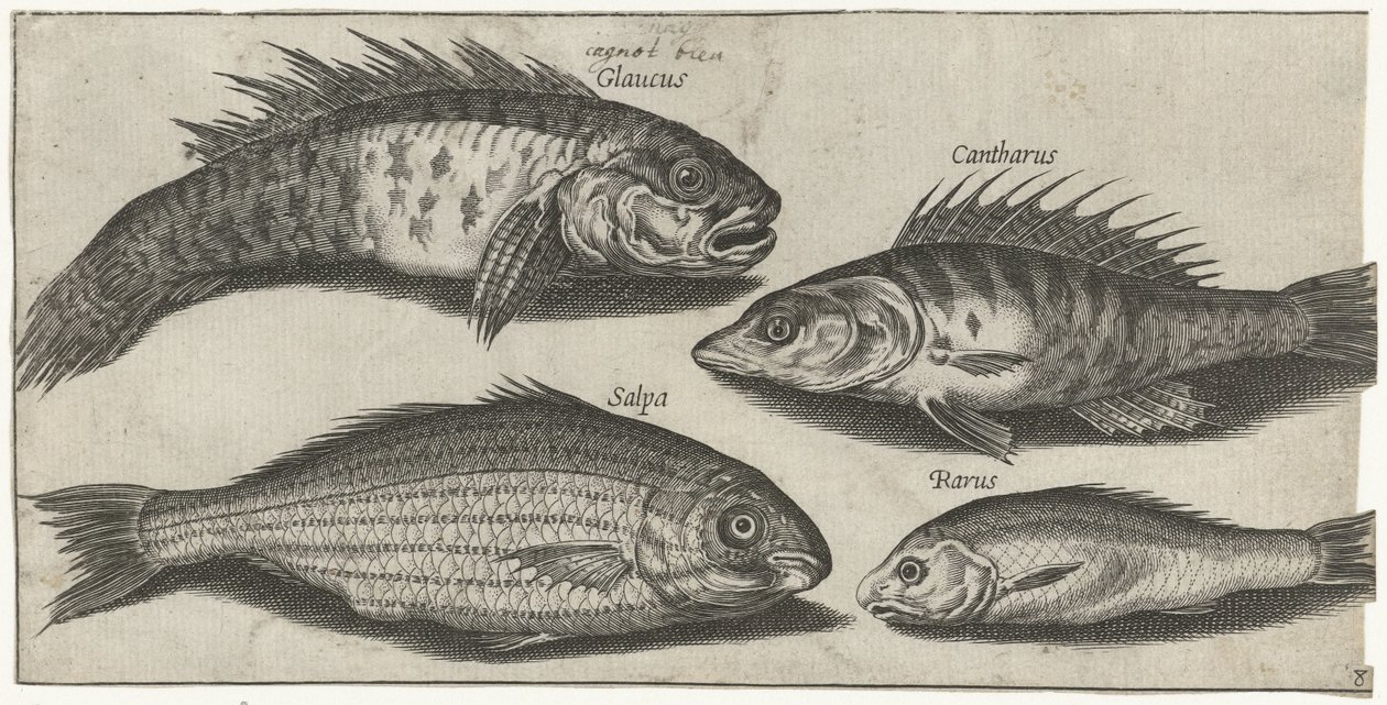 Bockfish, perca, gobio y un pez desconocido Pesca (título de la serie) Iconos de Piscivm vivae (título de la serie) de Pierre Firens